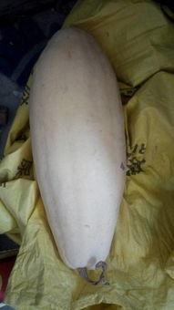 人流后可以吃白瓜吗,白瓜的营养与恢复作用