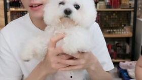 吃瓜金仔的发型,吃瓜金仔引领时尚潮流