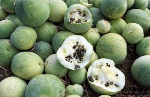 南亚吃瓜,瓜果飘香，品味异域美食之旅