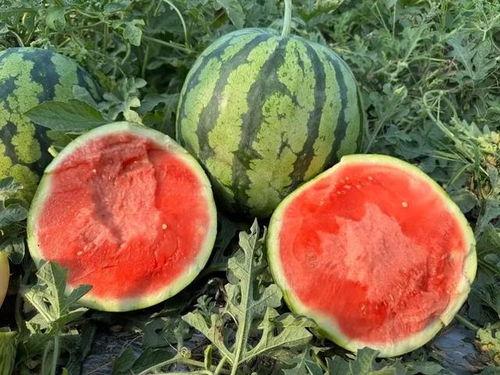 吃瓜网云南,探寻吃瓜网上的云南风味之旅