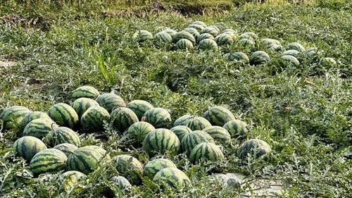 吃瓜网云南,探寻吃瓜网上的云南风味之旅