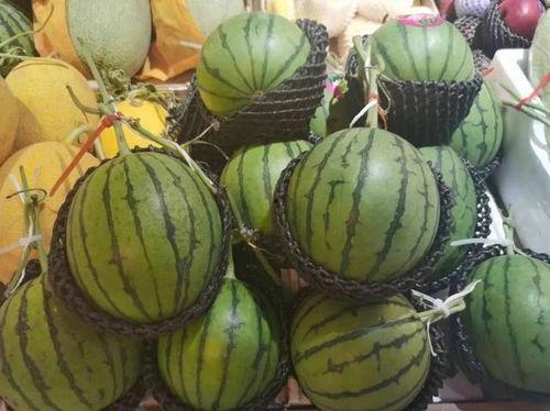 招财吃瓜,揭秘财富与娱乐的奇妙融合