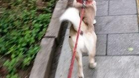 米粒喜欢吃瓜,一场与瓜果的奇妙邂逅