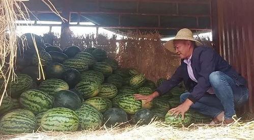 瓜农在吃瓜,甜蜜背后的辛酸故事