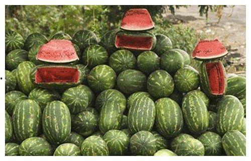 瓜农在吃瓜,甜蜜背后的辛酸故事