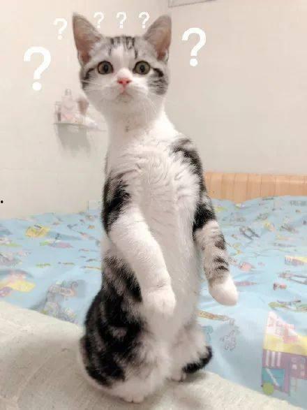 带你吃瓜猫咪,带你领略“吃瓜猫咪”的趣味生活瞬间