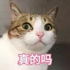带你吃瓜猫咪,带你领略“吃瓜猫咪”的趣味生活瞬间
