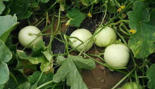 有果又有瓜吃,有果又有瓜，共享喜悦的丰收盛宴