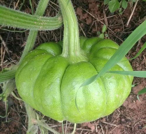 吃姜瓜好吗,吃姜瓜的好处与注意事项