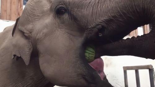 网络吃瓜的乱象,揭秘网络舆论场的迷思与真相