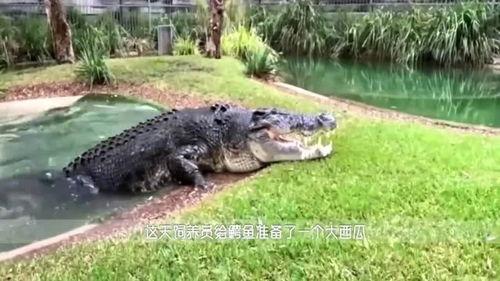 网络吃瓜的乱象,揭秘网络舆论场的迷思与真相