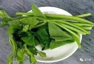 富宁吃瓜新闻,揭秘当地热点事件背后的真相与笑料