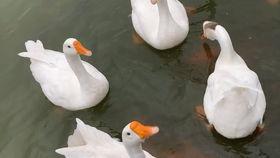 吃瓜鹅视频解说,揭秘娱乐圈幕后故事