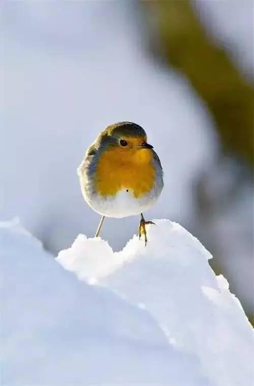 雪凤鸟吃瓜吗,揭秘它们是否吃瓜之谜