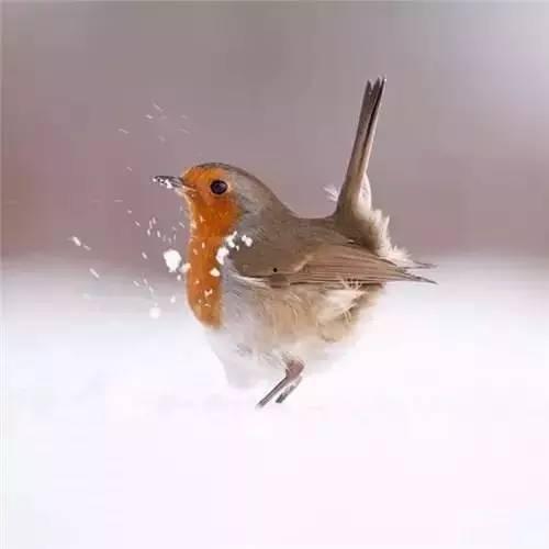 雪凤鸟吃瓜吗,揭秘它们是否吃瓜之谜