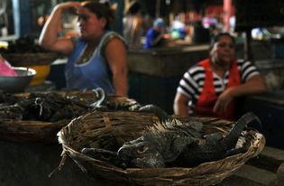 尼加拉瓜人吃蜥蜴,蜥蜴美食背后的文化传承