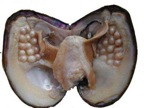 瓜沥吃螺丝河蚌,螺丝河蚌的独特风味