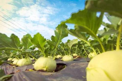 吃瓜贴博肖,娱乐圈背后的真实故事