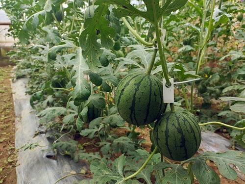 吃几个小瓜,小瓜大世界