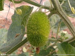 吃瓜的刺猬图片