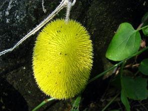 吃瓜的刺猬图片