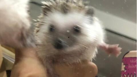 吃瓜的刺猬图片