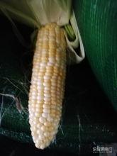 娱乐吃瓜酱玉米,揭秘娱乐圈那些鲜为人知的幕后故事