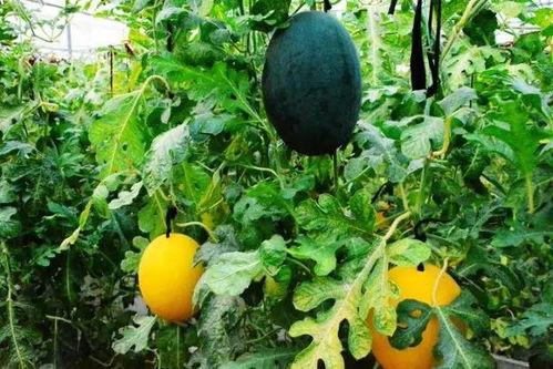 吃黄色瓜网站免费观看,免费观看背后的真相