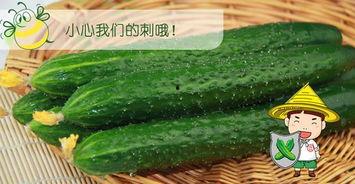 吃黄色瓜网站免费观看,免费观看背后的真相