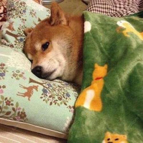 分手现场单身狗吃瓜,单身狗围观吃瓜，笑料百出！