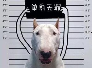 分手现场单身狗吃瓜,单身狗围观吃瓜，笑料百出！