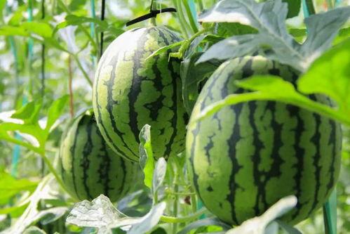 吃瓜免费资源,解锁海量资源，畅享娱乐新体验