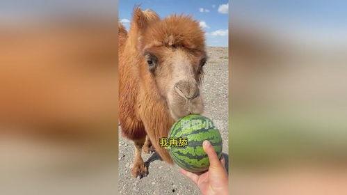 骆驼吃瓜视频,骆驼吃瓜视频走红网络
