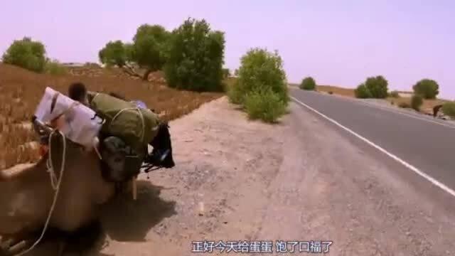 骆驼吃瓜视频,骆驼吃瓜视频走红网络