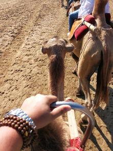 骆驼吃瓜视频,骆驼吃瓜视频走红网络