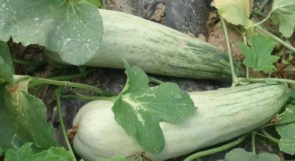 吃瓜避雷必看攻略,轻松解锁娱乐圈安全攻略