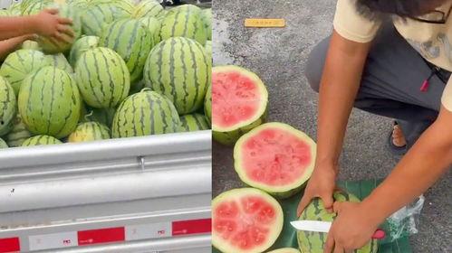 种瓜吃瓜卖瓜文案图片素材,种瓜吃瓜卖瓜，共享丰收喜悦