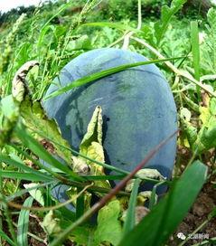 郴州璐吃瓜,揭秘网络红人的幕后故事