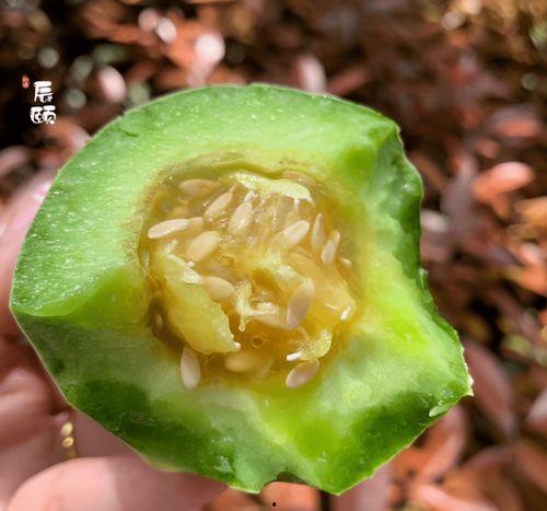 博洋瓜吃籽,探寻瓜籽的独特魅力与营养价值