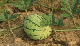 乾龙路边吃瓜,揭秘街头美食背后的故事