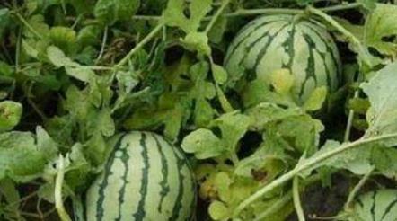 乾龙路边吃瓜,揭秘街头美食背后的故事