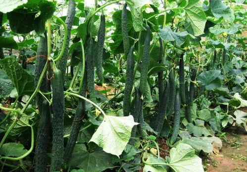 大暑美女吃瓜,美女们共享清凉瓜果盛宴