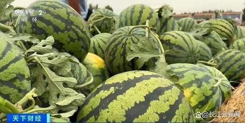 在瓜田坝上吃瓜,共享夏日甜蜜时光