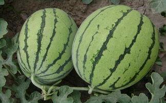 重庆少女吃瓜,揭秘网络热传事件背后的真相