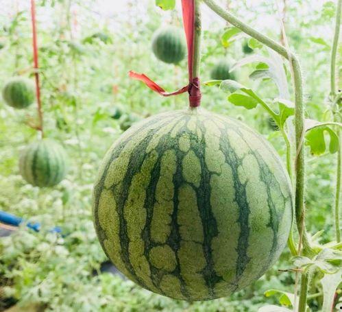 吃瓜趣事真实案例