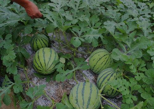 曲周吃瓜事件结果