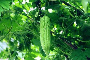 每天在吃不同的瓜,探索美食世界的缤纷色彩
