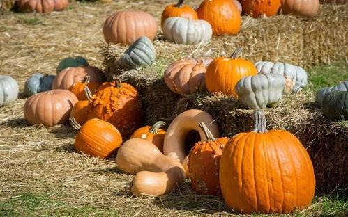 吃月光的瓜,揭秘吃月光的神秘传说与民间故事