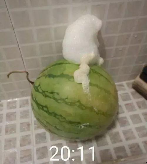 泡泡吃自己瓜,一场关于成长与反思的寓言之旅