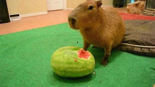 吃瓜的水豚,揭秘吃瓜水豚的趣味生活